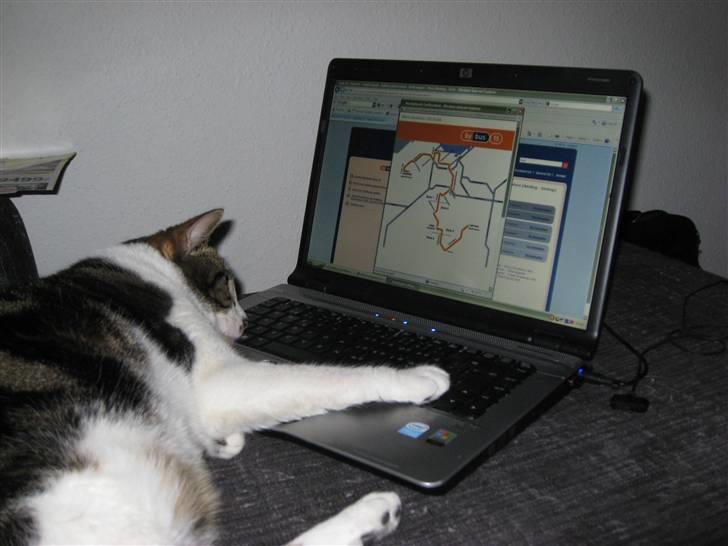 Huskat Oswald billede 13