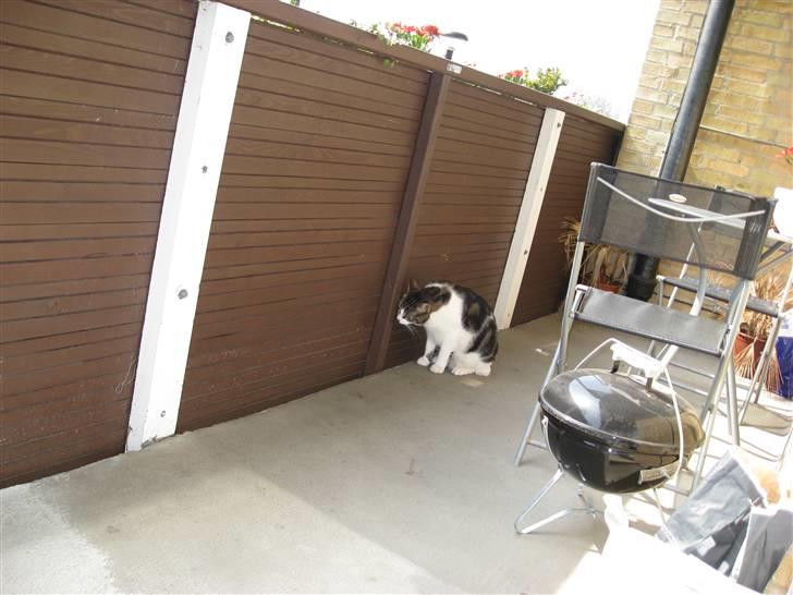 Huskat Oswald billede 14