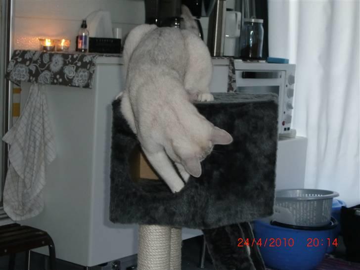 Burmilla Dominique og Duchess - Wilbur på camping. Det er spændende og så har vi fået nyt klatretræ. billede 13