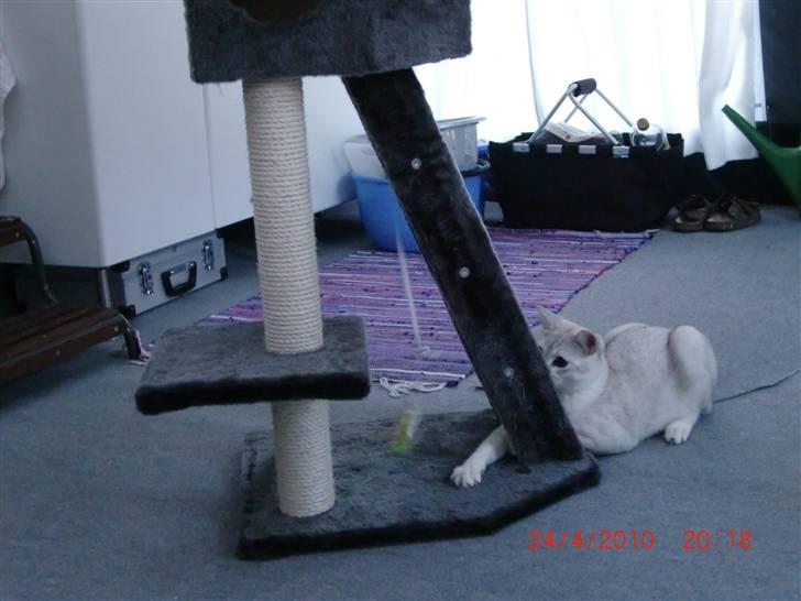 Burmilla Dominique og Duchess - Wilbur er en rigtig jæger. billede 14