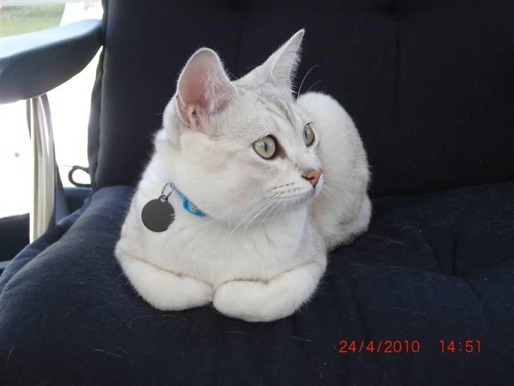 Burmilla Dominique og Duchess - Nu skal det gøre godt med en lille lur. billede 15