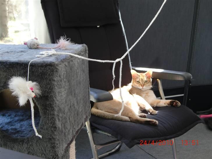 Burmilla Dominique og Duchess - Duchess er en rigtig livsnyder, som elsker at sole sig. billede 16