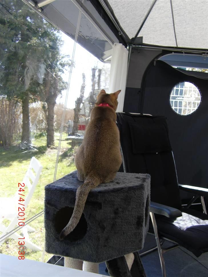 Burmilla Dominique og Duchess - Duchess holder øje med hvad naboen laver. billede 17