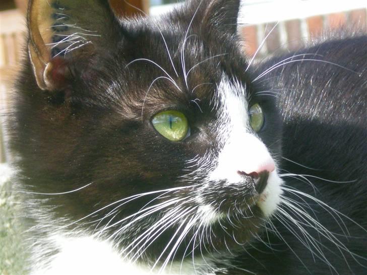 Huskat Annabel - velkommen til annabels profil :D billede 1