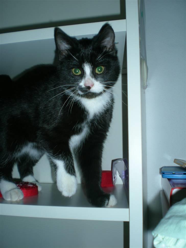 Huskat Annabel billede 2