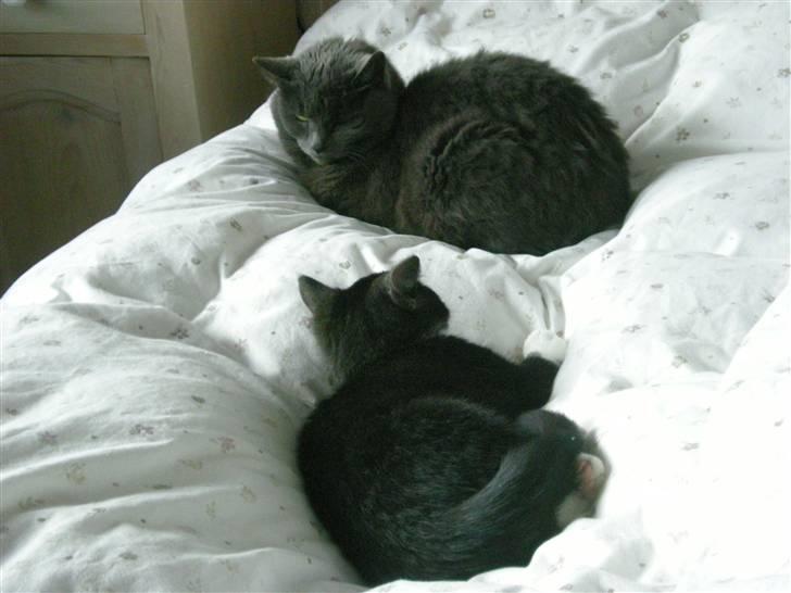 Huskat Annabel - hun ligger ved siden af trille:D billede 3