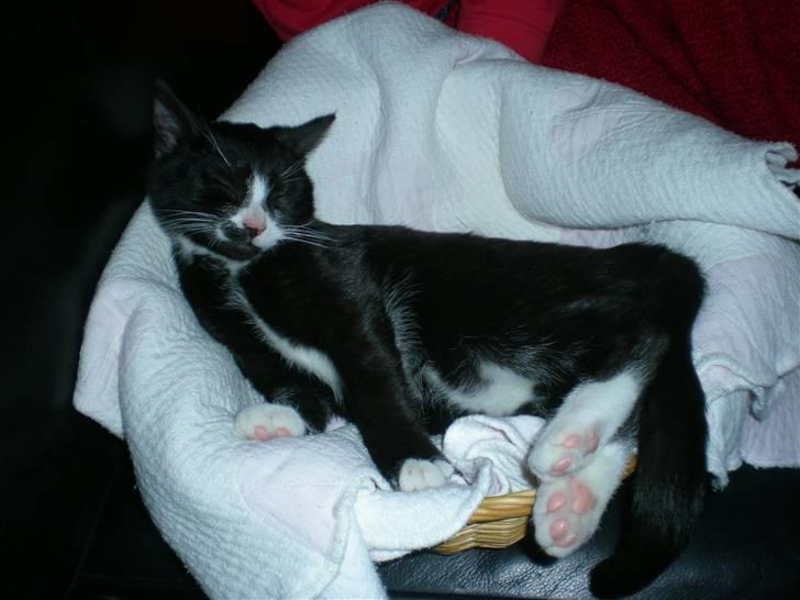 Huskat Annabel billede 4