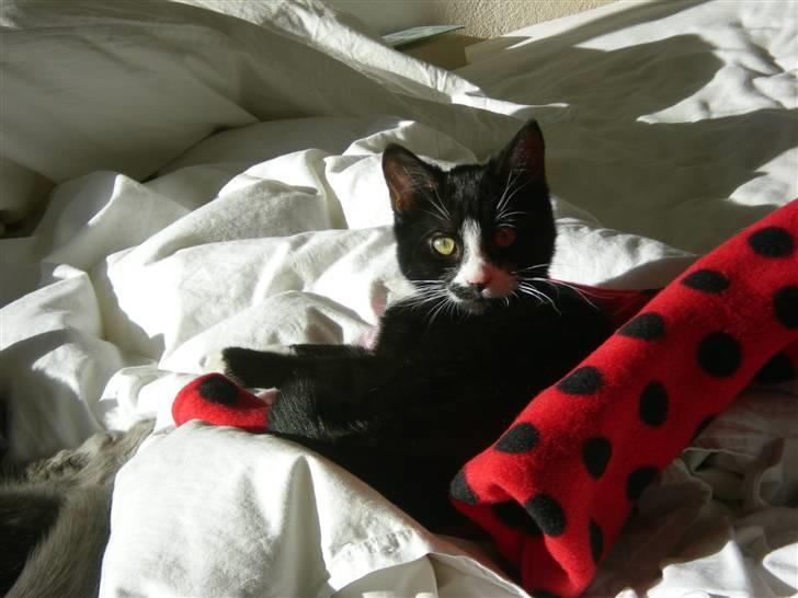 Huskat Annabel billede 5