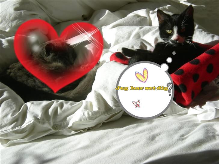 Huskat Annabel billede 6