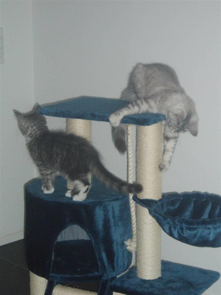 Maine Coon Chili - Sagde nogle spillopper....? billede 10