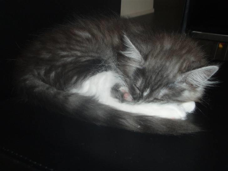 Maine Coon Chili - Pyh ha, det er hårdt at lege med Silke  ;-D billede 11