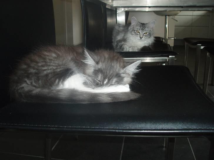 Maine Coon Chili - I´m watching you....!! billede 12