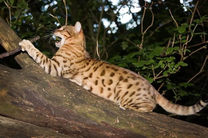 Bengal Afroditte billede 6