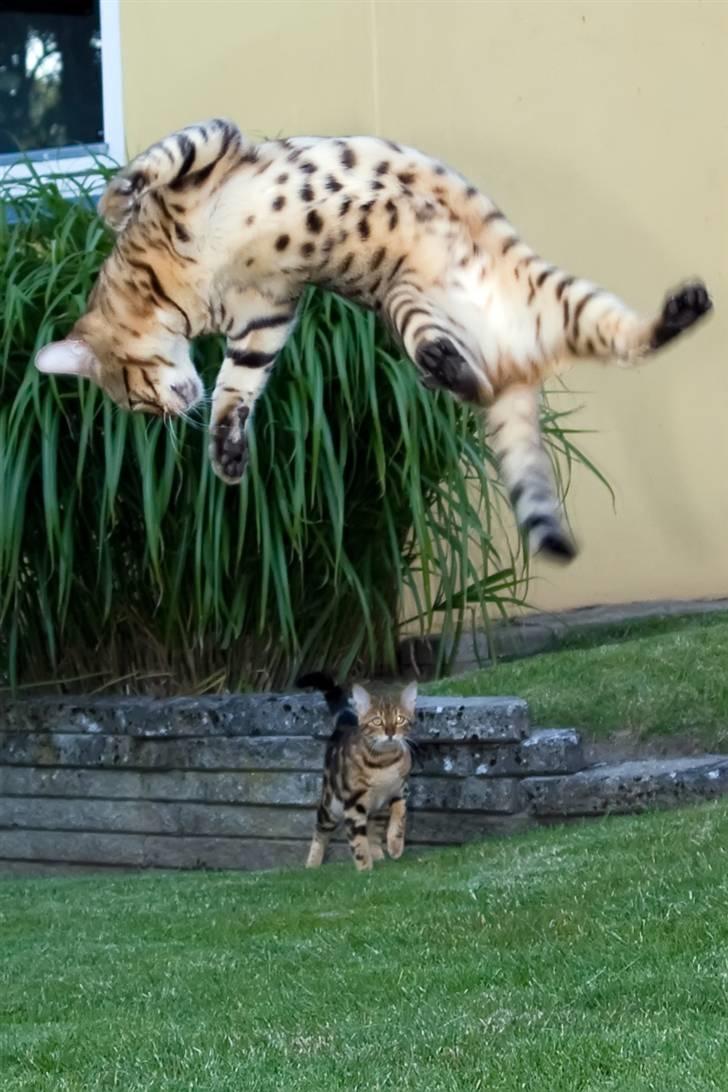 Bengal Afroditte billede 7