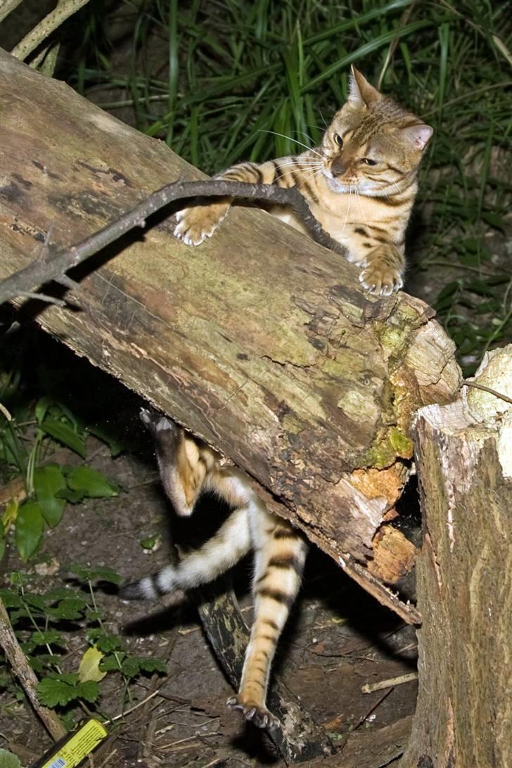 Bengal Afroditte billede 8