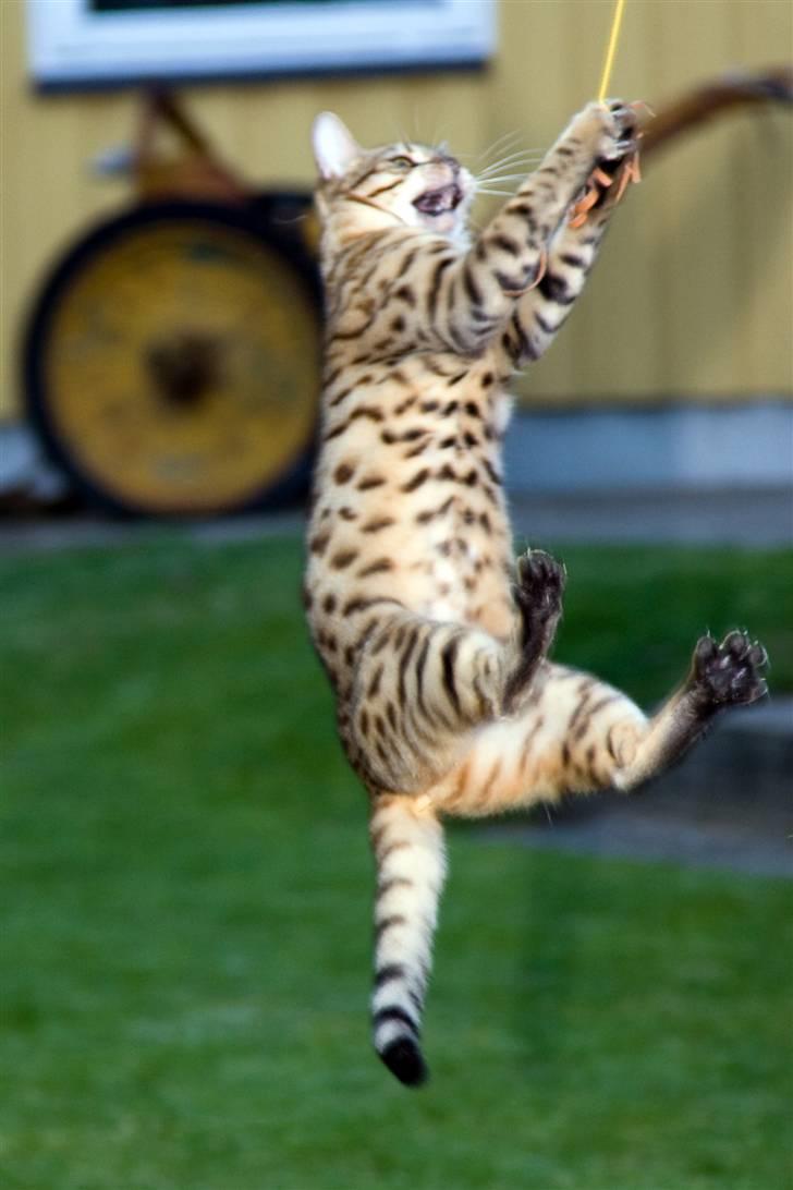 Bengal Afroditte billede 9