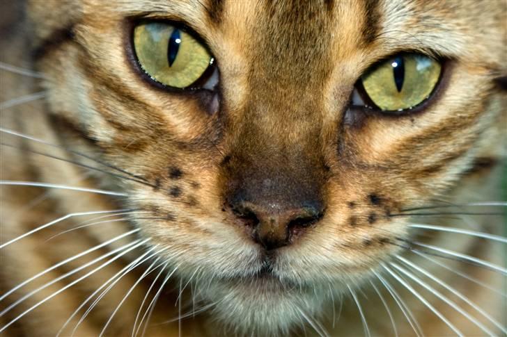 Bengal Afroditte billede 10