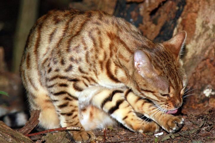 Bengal Afroditte billede 11