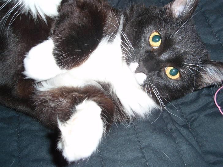 Blanding af racer Olga billede 2