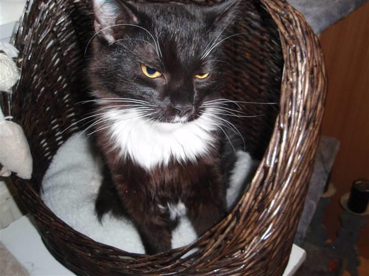 Blanding af racer Olga billede 3