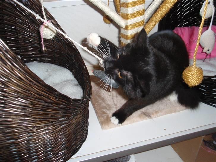 Blanding af racer Olga billede 4