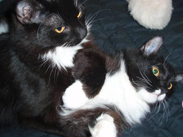 Blanding af racer Olga billede 5