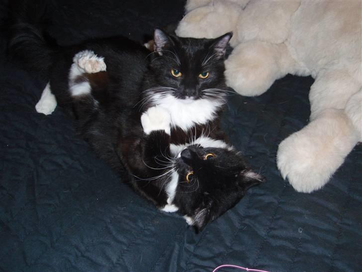 Blanding af racer Olga billede 6