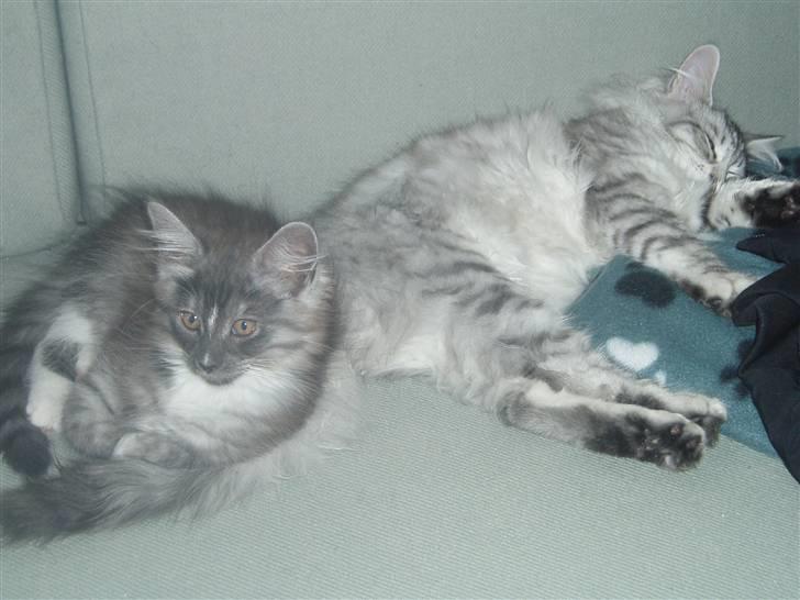 Maine Coon Chili - Nå ja, lidt gode venner er vi da :) Ren hygge... billede 13