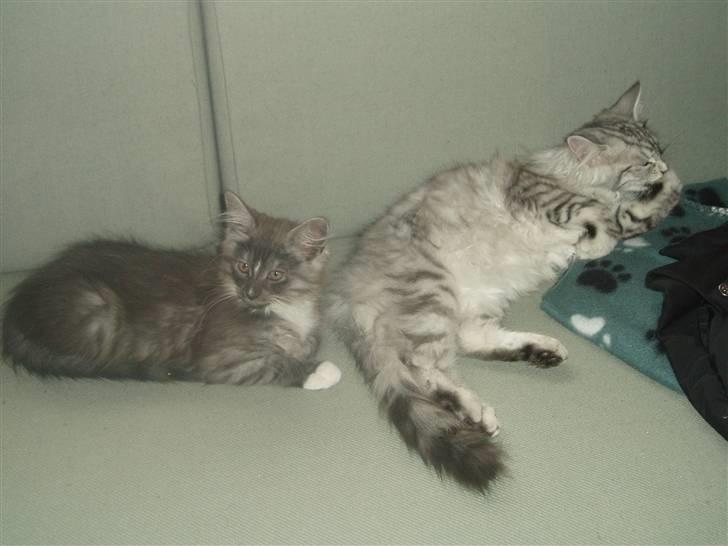 Maine Coon Chili - Sofa sove hygge.... billede 14