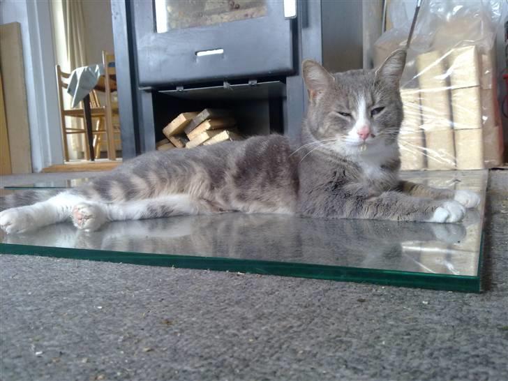 Huskat Pusling (gåde hjemme fra) - den dag jeg kom hjem fra dyrlægen var træt og jeg ville bare ha lidt tid forand kakkeloven billede 11