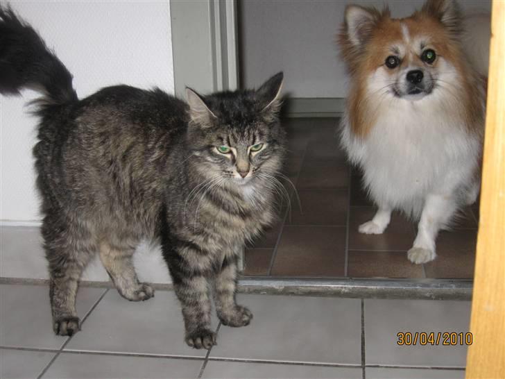 Blanding af racer Gabby - her er hun næsten lige blevet mor så hun er lidt tynd (: men killingerne er godt tykke, så der er jo en grund *Gg* billede 6