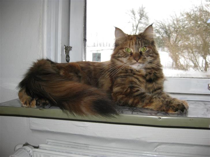 Maine Coon Zafira billede 1