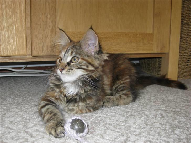 Maine Coon Zafira billede 2