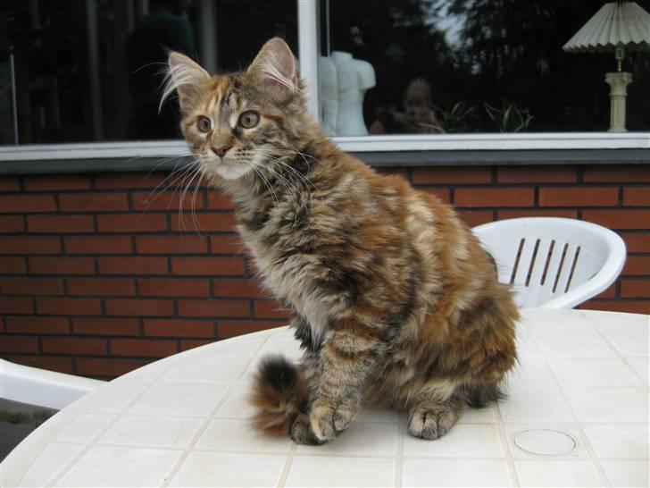 Maine Coon Zafira billede 4