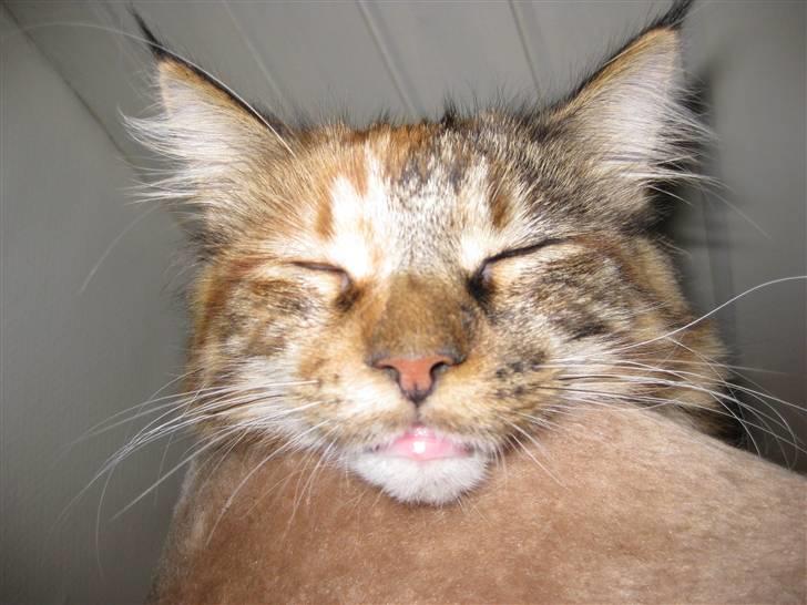 Maine Coon Zafira billede 5