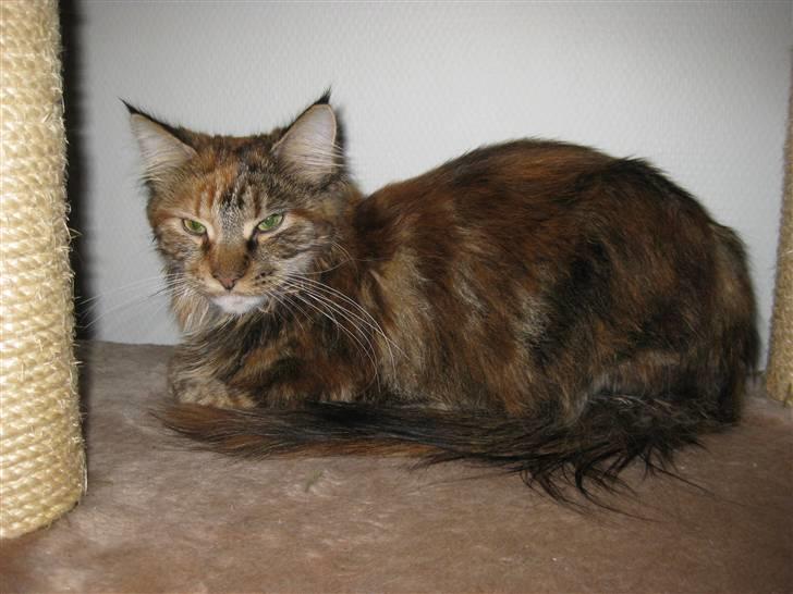 Maine Coon Zafira billede 6