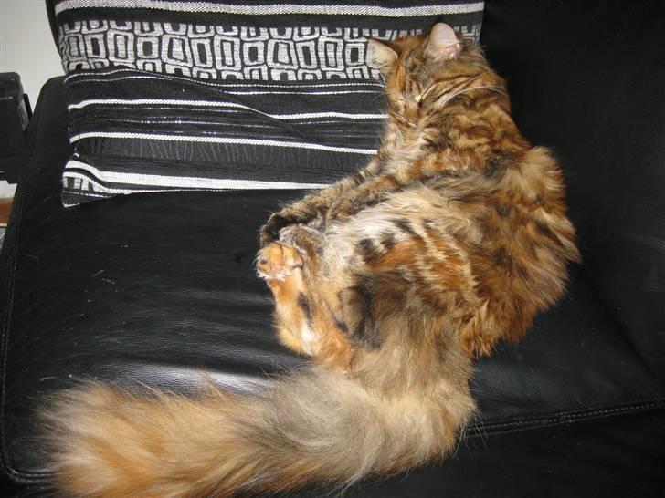 Maine Coon Zafira billede 8