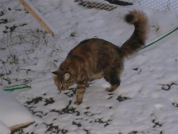 Maine Coon Zafira billede 9