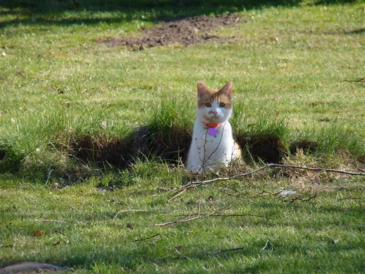 Huskat Mille billede 11