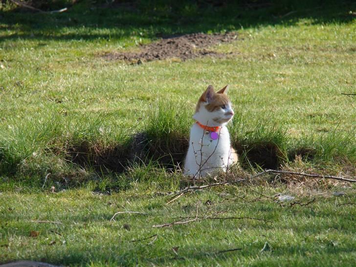 Huskat Mille billede 12