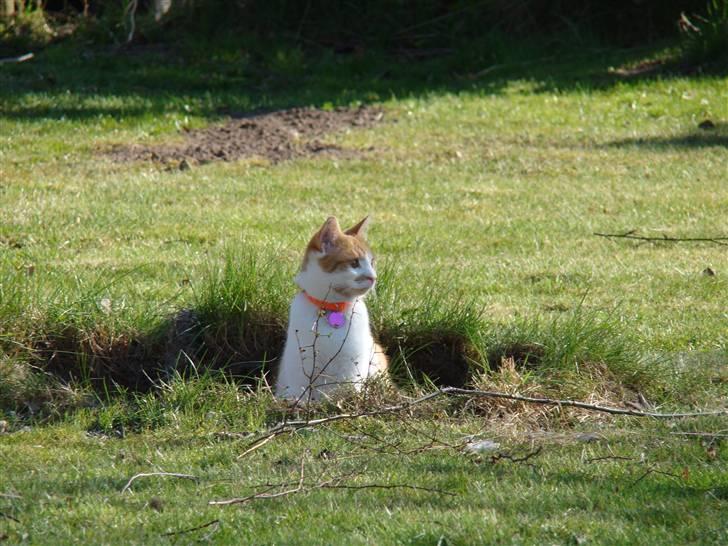 Huskat Mille billede 13