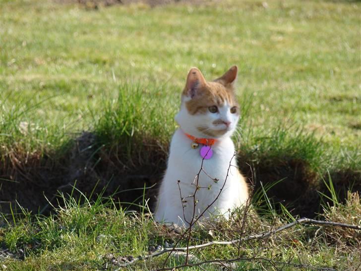 Huskat Mille billede 14