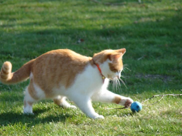 Huskat Mille billede 15