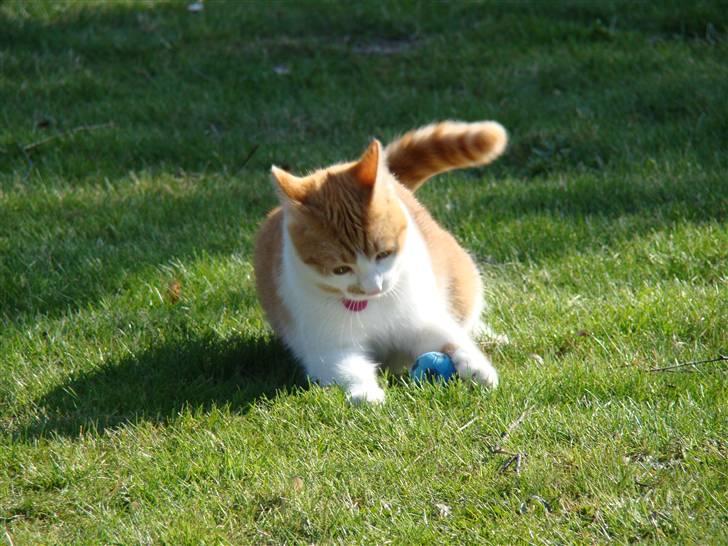 Huskat Mille billede 16