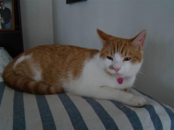 Huskat Mille billede 17