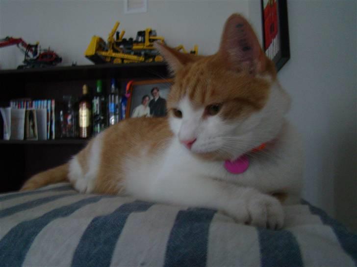 Huskat Mille billede 18