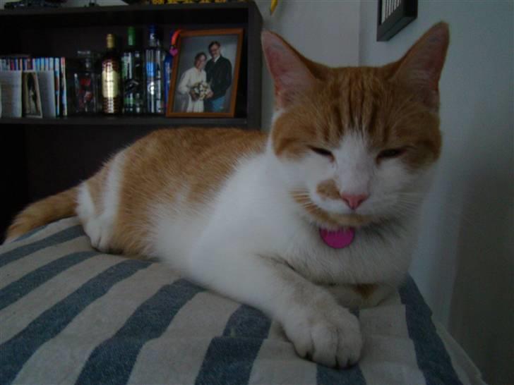 Huskat Mille billede 19