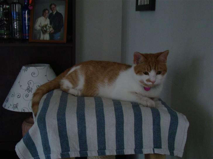 Huskat Mille billede 20