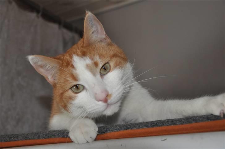 Huskat Asterix<3 - Velkommen til Asterix´s profil<3 billede 1