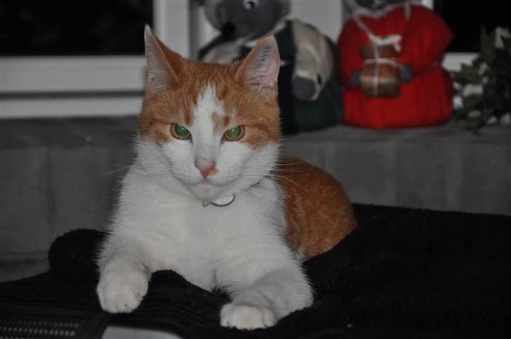 Huskat Asterix<3 - Å hejsa med digsa billede 2